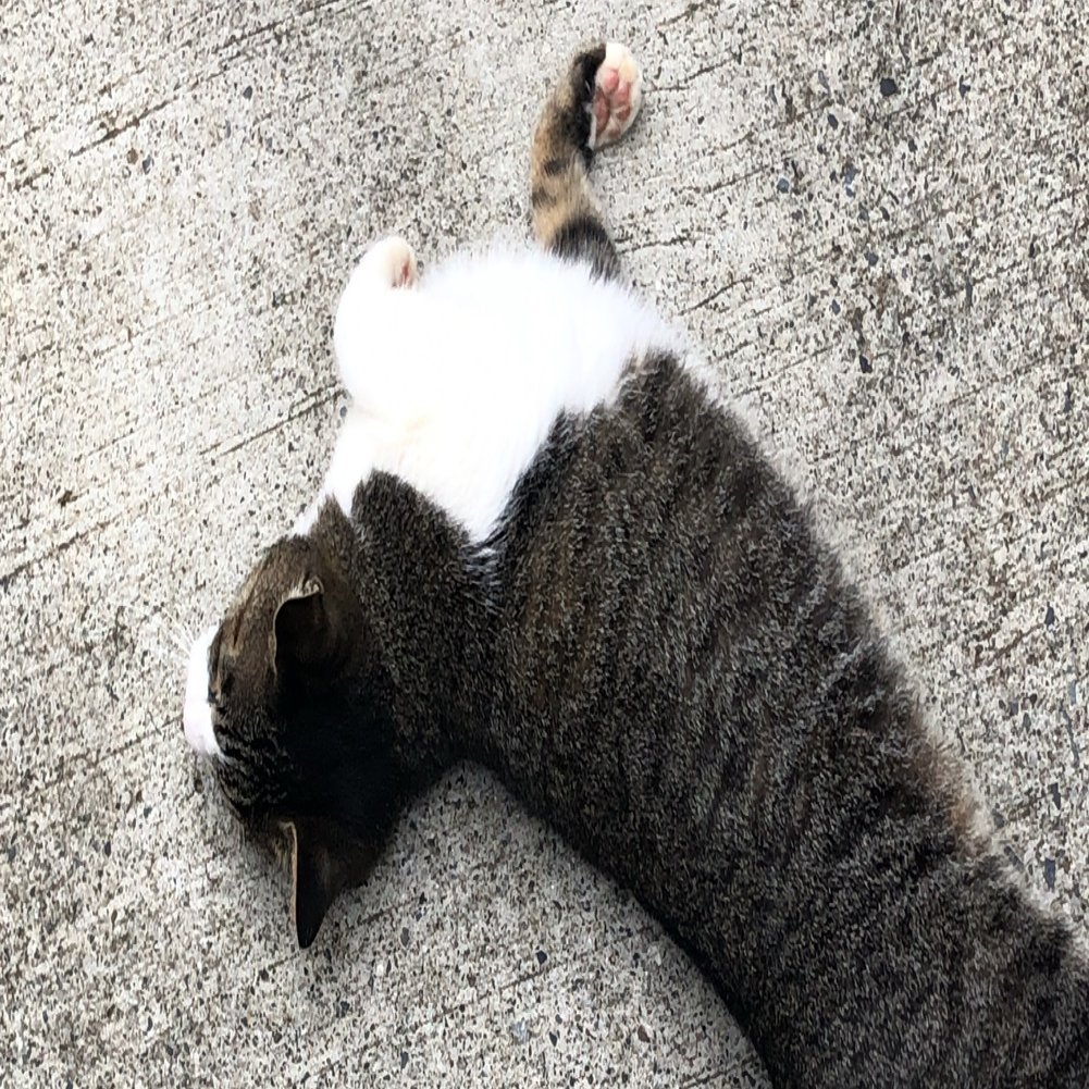 ５匹も地域猫が住み着いているうちのマンション 彩藤アザミ Note