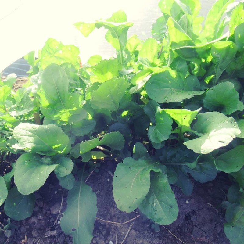 こんにちは ルッコラは防虫ネットの中で旺盛に育っています サカタニミホ Note こんにちは ルッコラは防虫ネットの中で旺盛に育っています サカタニミホ Note