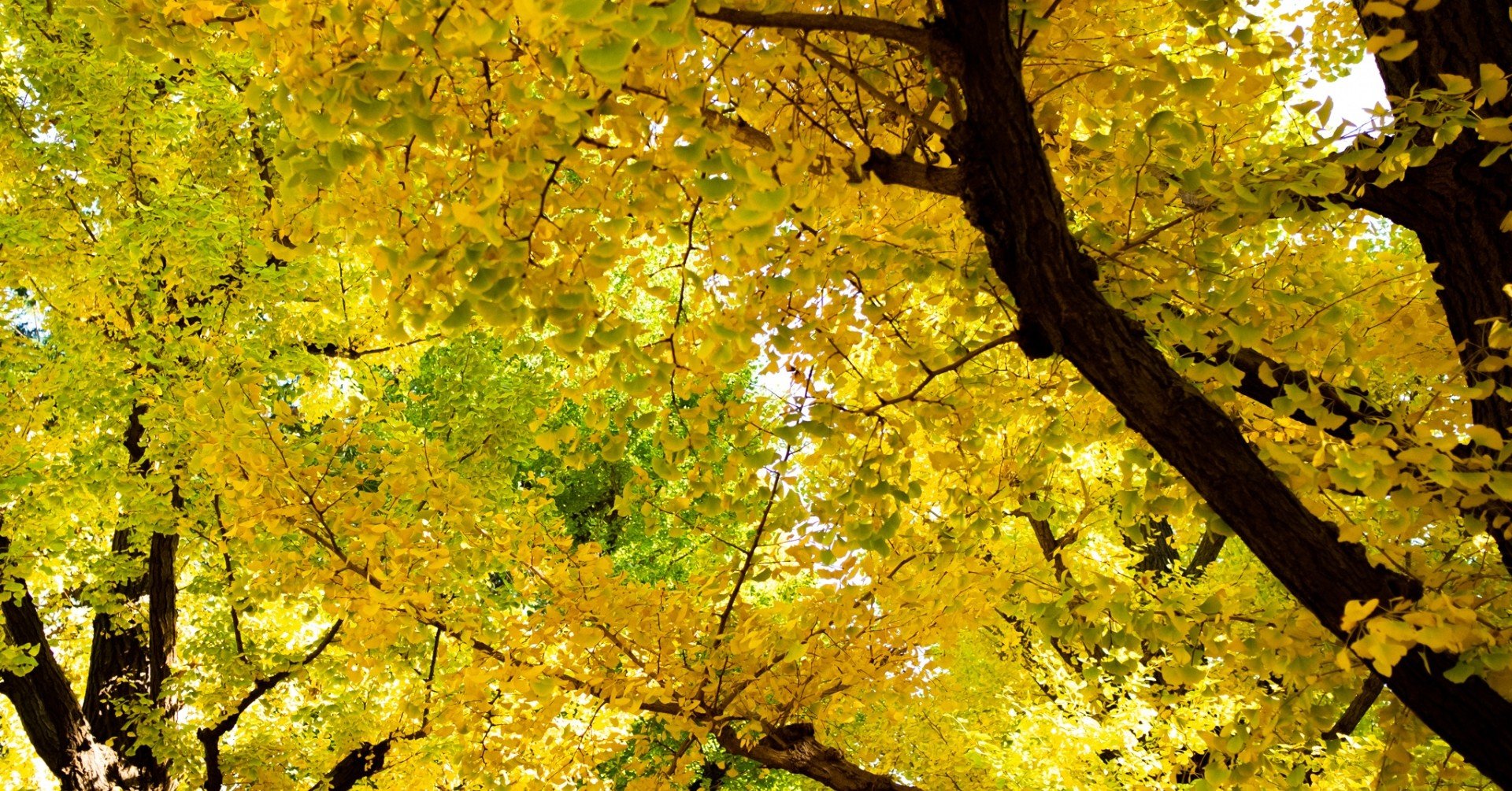 臨床試験とクラウドファンディング 西智弘 Tomohiro Nishi Note