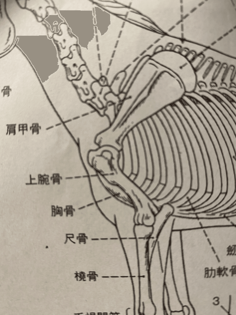 尾島競馬講座4 馬体構造編2 勝負師 尾島徹 Note
