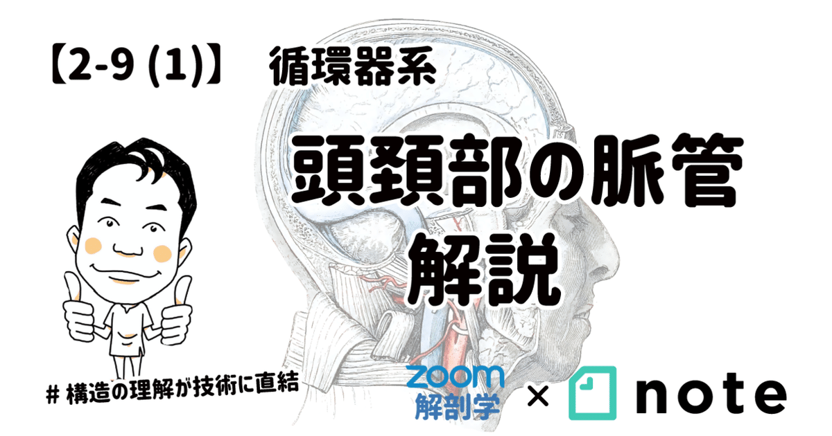 2-9(1)】循環器系 - 頭頚部の脈管 解説｜かずひろ先生（黒澤一弘