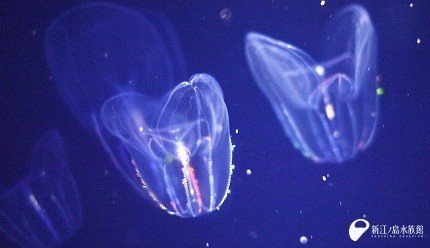 虹色に輝くカブトクラゲ｜Gelate（ジェレイト）