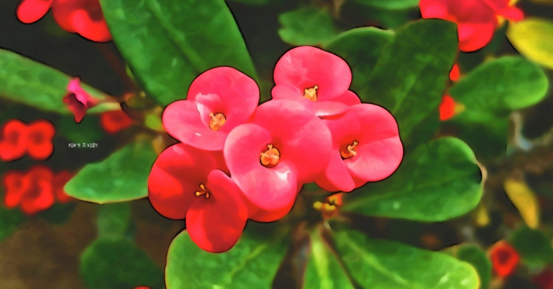 12月12日 誕生花は花麒麟 誕生花短歌 御子柴 流歌 Note 12月12日 誕生花は花麒麟 誕生花短歌 御子柴 流歌 Note