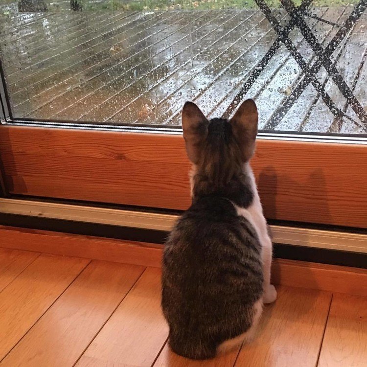 雨の日のカツヲ。外をみつめる…