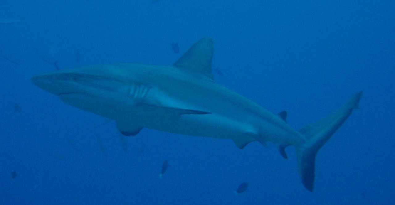 マンタ の新着タグ記事一覧 Note つくる つながる とどける