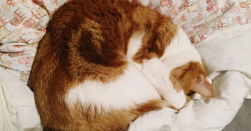 おすすめ猫グッズ Eri 暮らし Note