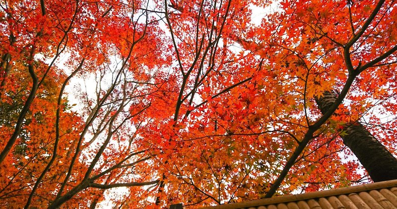 年 箱根の紅葉と観光案内 紅葉の画像は無料で閲覧可能です こさいん Cosine Travel Note 年 箱根の紅葉と観光案内 紅葉の画像は無料で閲覧可能です こさいん Cosine Travel Note