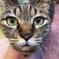 検証 ミッキーマウス ハハッ回数ランキング 結果 さざなみ Note