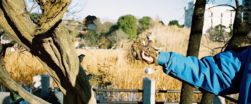 不忍池の鳥は人懐っこい