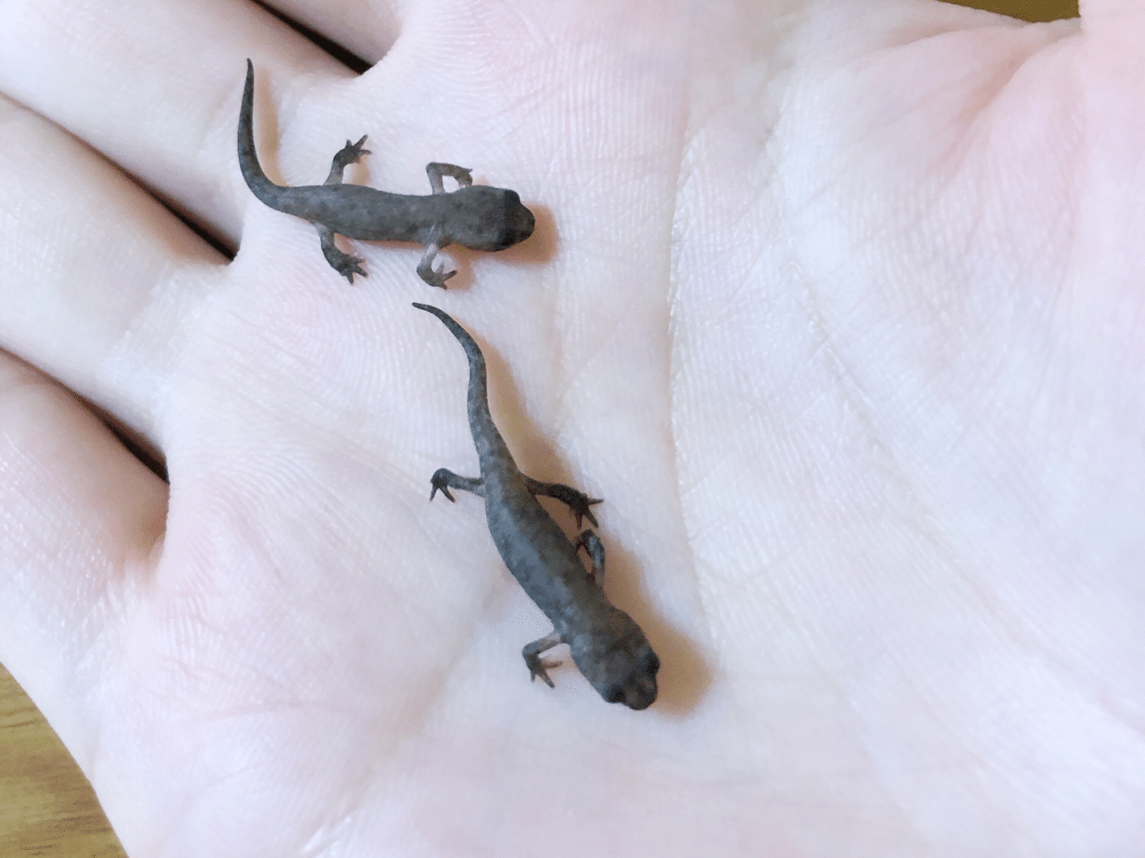 スタイリッシュでエモい空間にいる3匹のイモリ くらら Note スタイリッシュでエモい空間にいる3匹のイモリ くらら Note