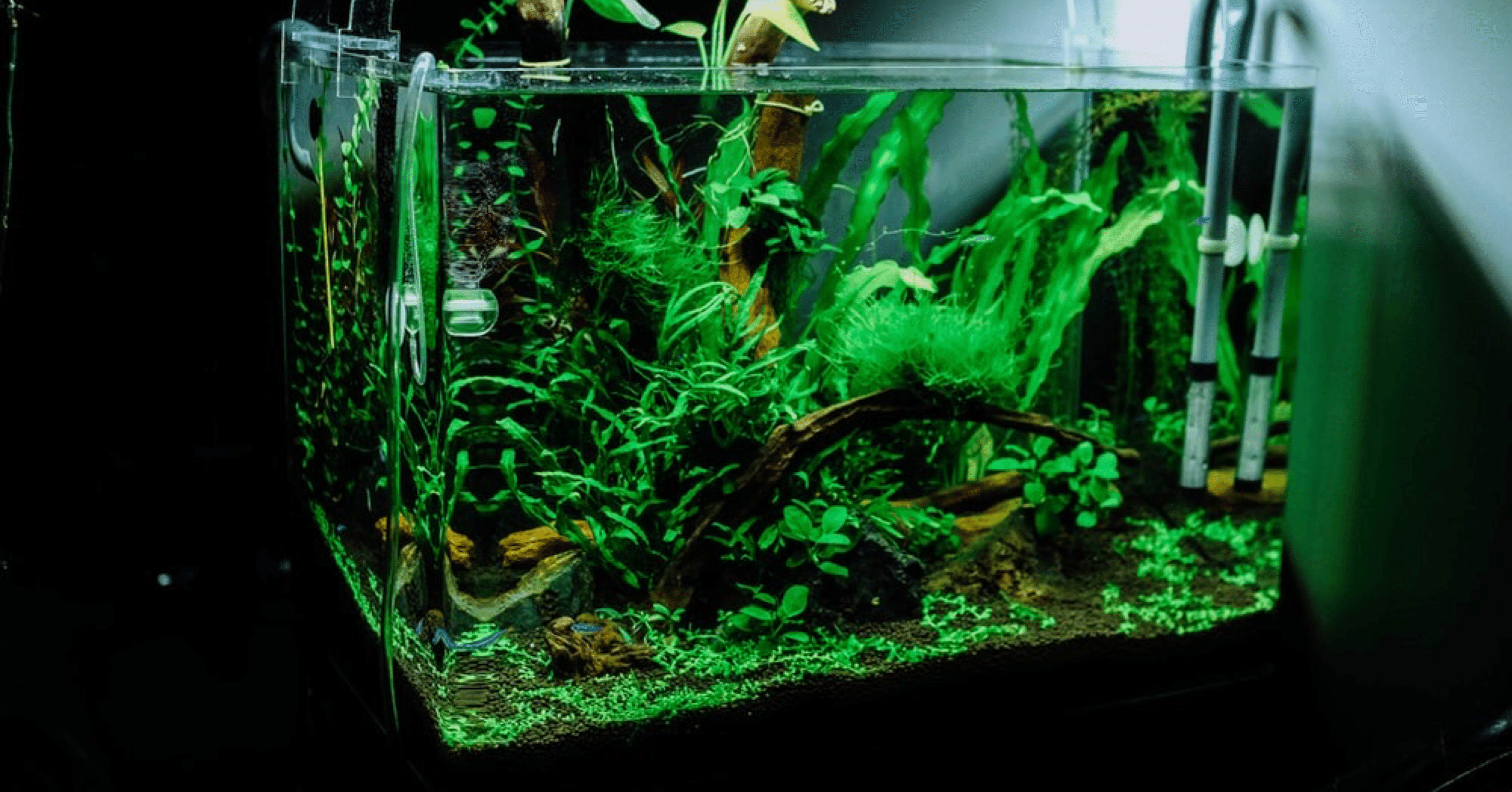 スタイリッシュでエモい空間にいる３匹のイモリ くらら Note