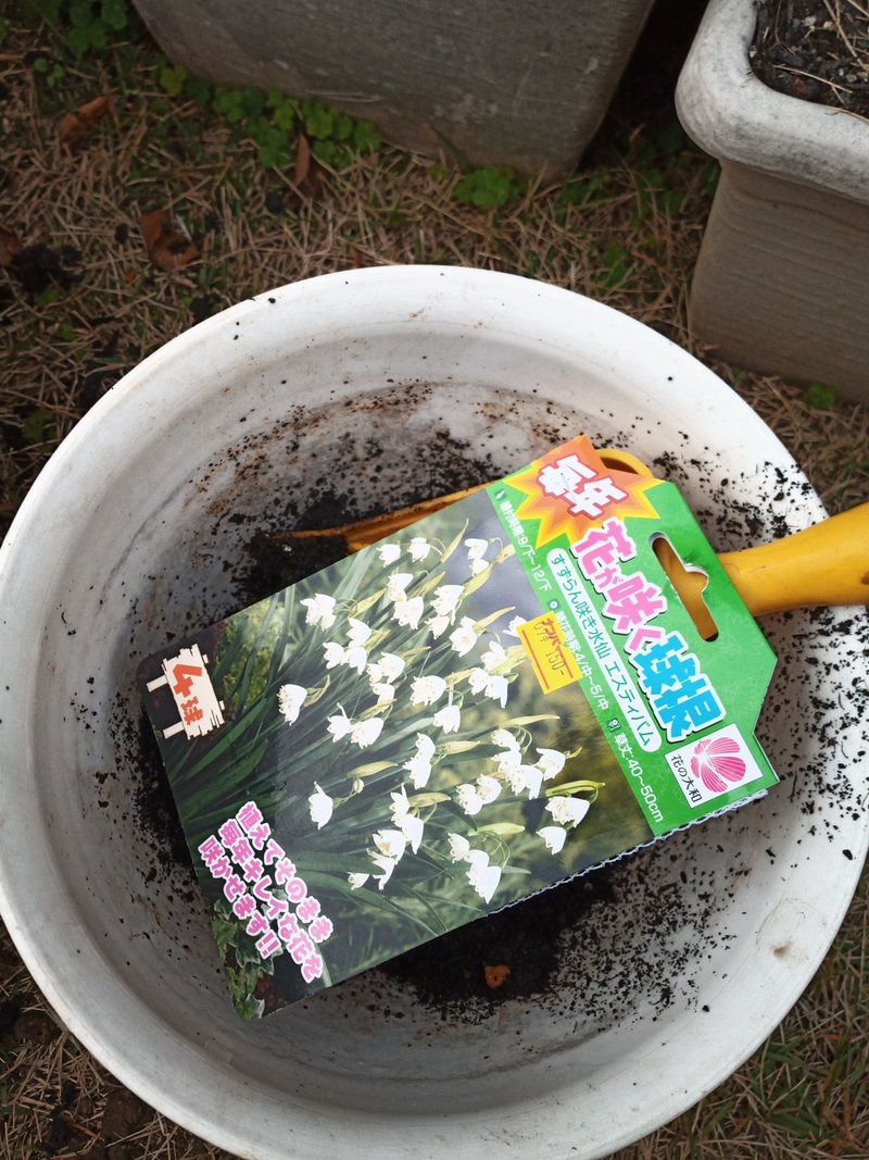 ホームセンターでセール品になっていた球根を買って植えました 諸行 Note