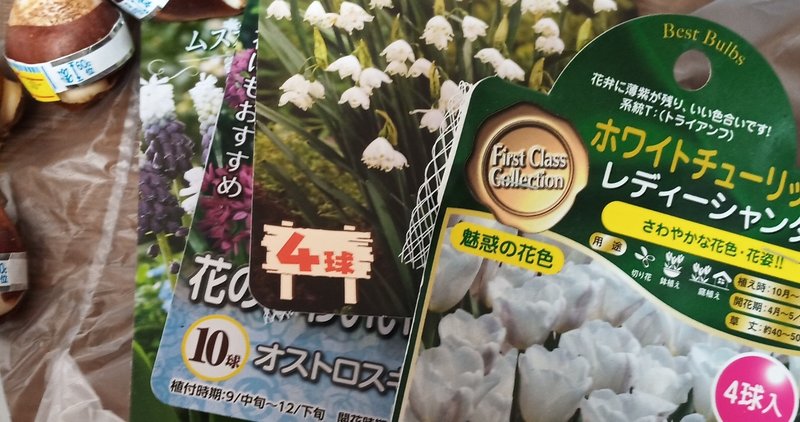 ホームセンターでセール品になっていた球根を買って植えました 諸行 Note ホームセンターでセール品になっていた球根を買って植えました 諸行 Note