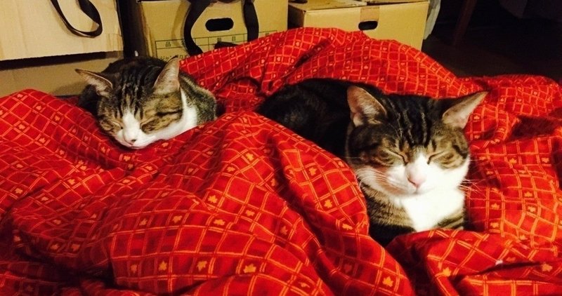 25 人間が猫になる方法 ひー Note 25 人間が猫になる方法 ひー Note