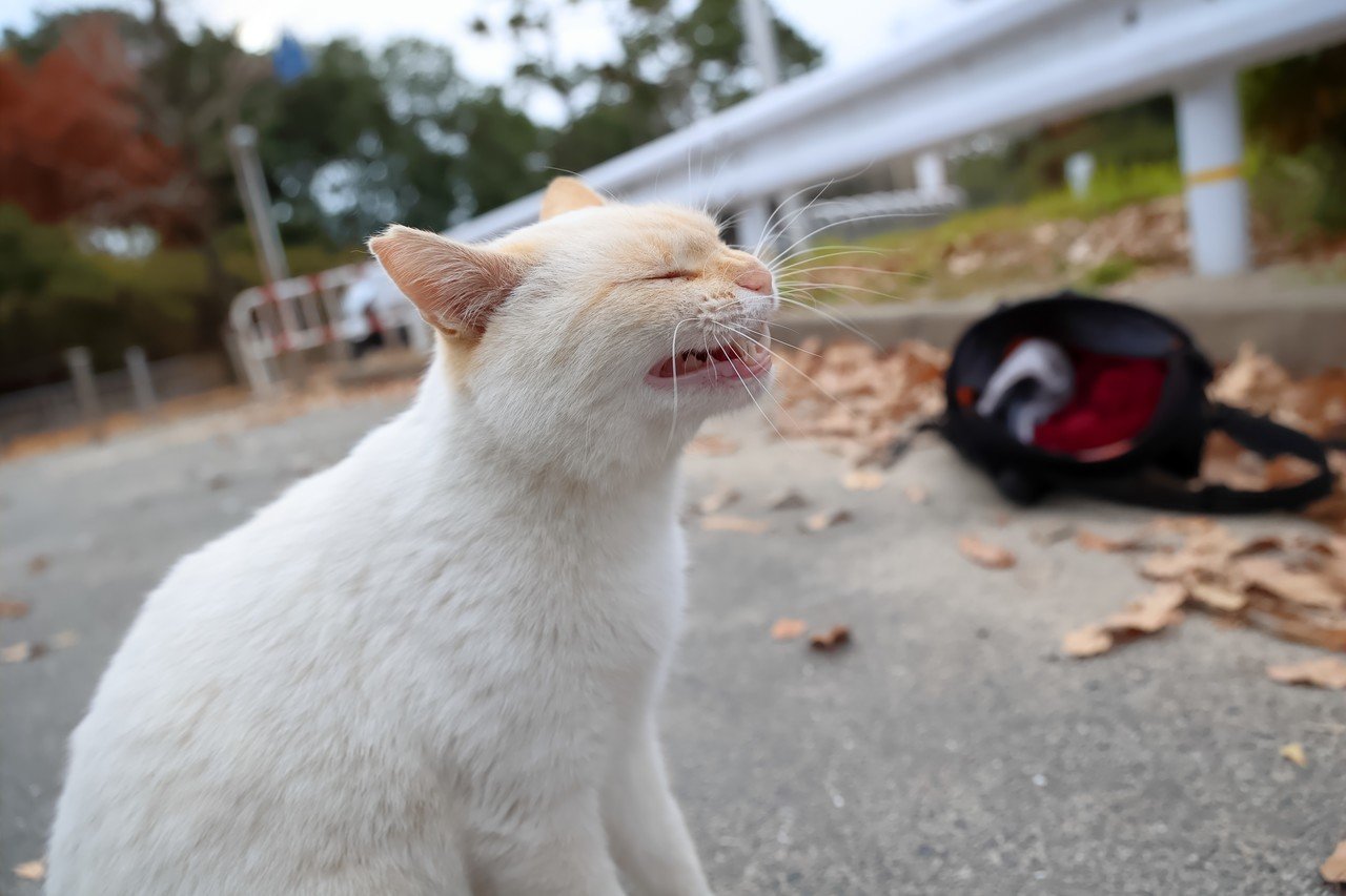 猫を探して四千里 猫日記 91回目 ゆうきりんりん Note