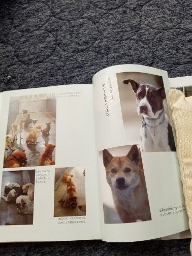 犬たちをおくる日 この命 灰になるために生まれてきたんじゃない を読んだ感想 かえぴ Note 犬たちをおくる日 この命 灰になるために生まれてきたんじゃない を読んだ感想 かえぴ Note