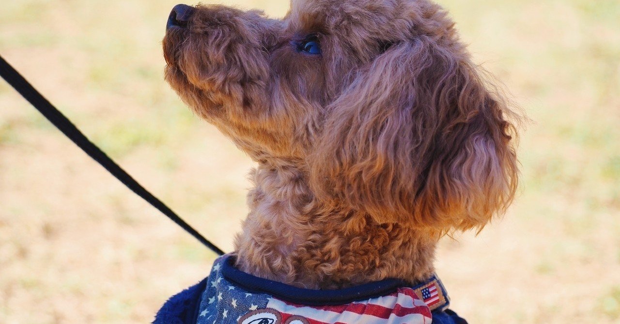 音の鳴るおもちゃの音を犬に聞かせると クゥーン と悲しそうに泣いた Jam Note