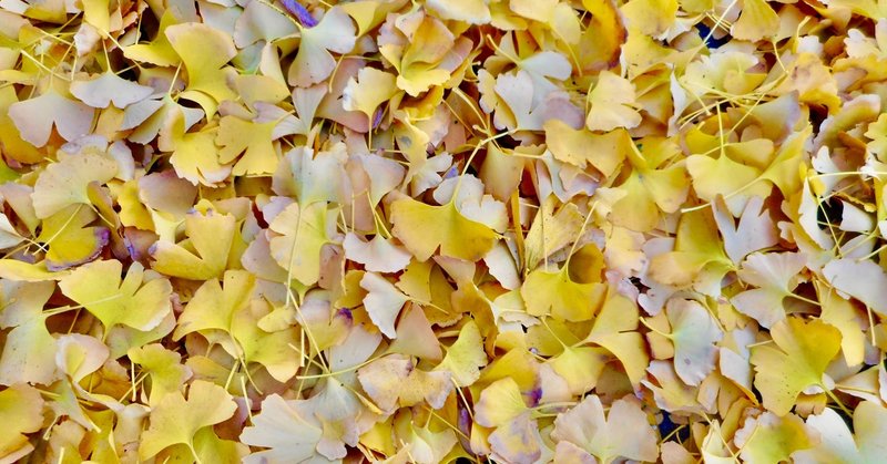 イチョウの葉っぱ の 植物活動 おちまこと Note イチョウの葉っぱ の 植物活動 おちまこと Note