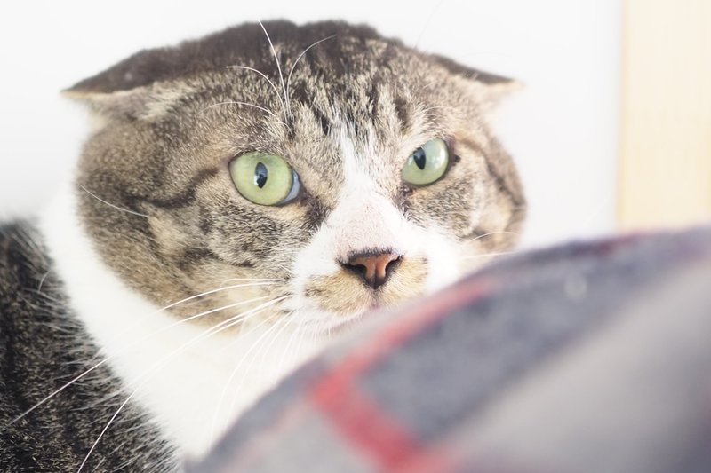 りんご猫のチョコレートできました Love Co Note りんご猫のチョコレートできました Love Co Note