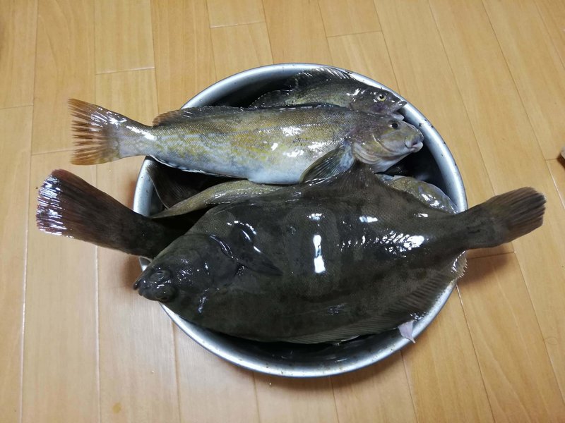 石巻で釣ったマコガレイとアイナメを食べる Gim Kondo Note 石巻で釣ったマコガレイとアイナメを食べる Gim Kondo Note