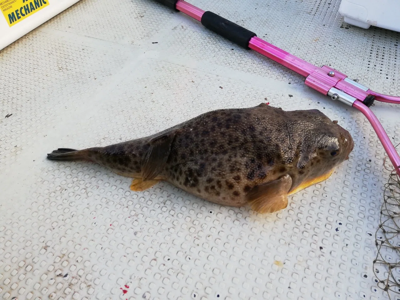 石巻で釣ったマコガレイとアイナメを食べる｜gim_kondo