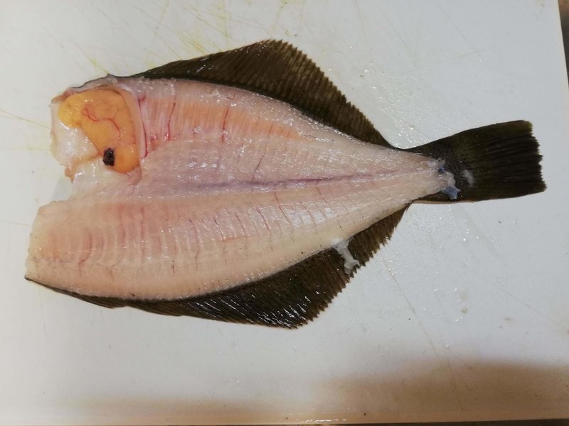 石巻で釣ったマコガレイとアイナメを食べる Gim Kondo Note 石巻で釣ったマコガレイとアイナメを食べる Gim Kondo Note