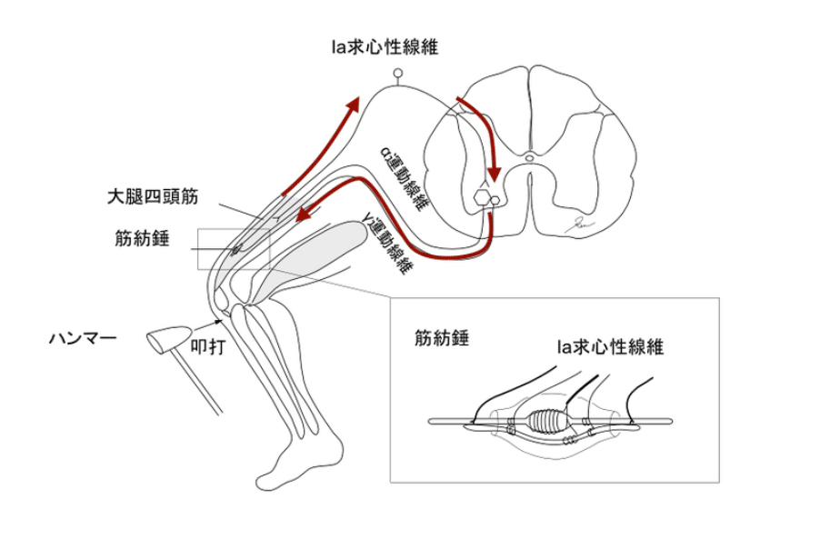 脊髄反射