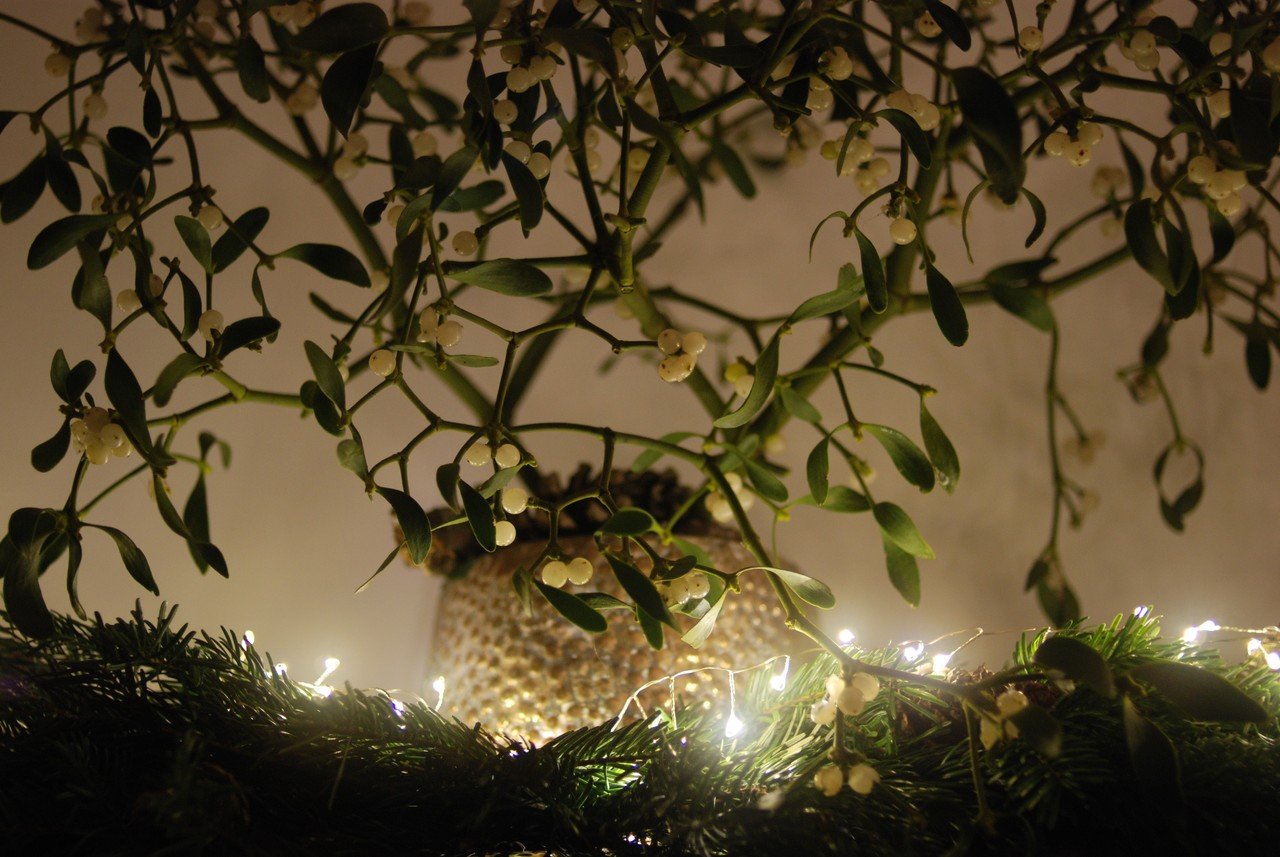 マジカルなイギリスのクリスマスを彩る植物とは | BRITISH MADE