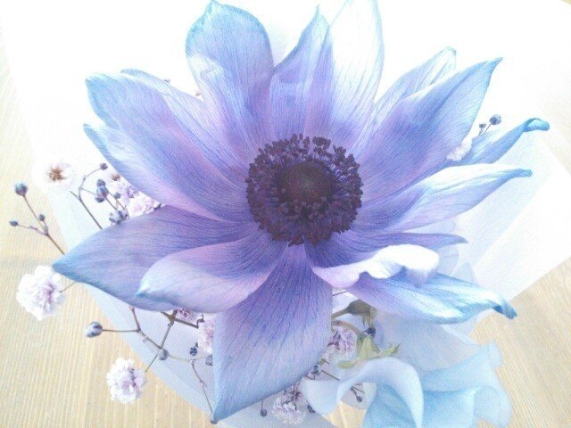 ２０１５.１青い花キレイ！