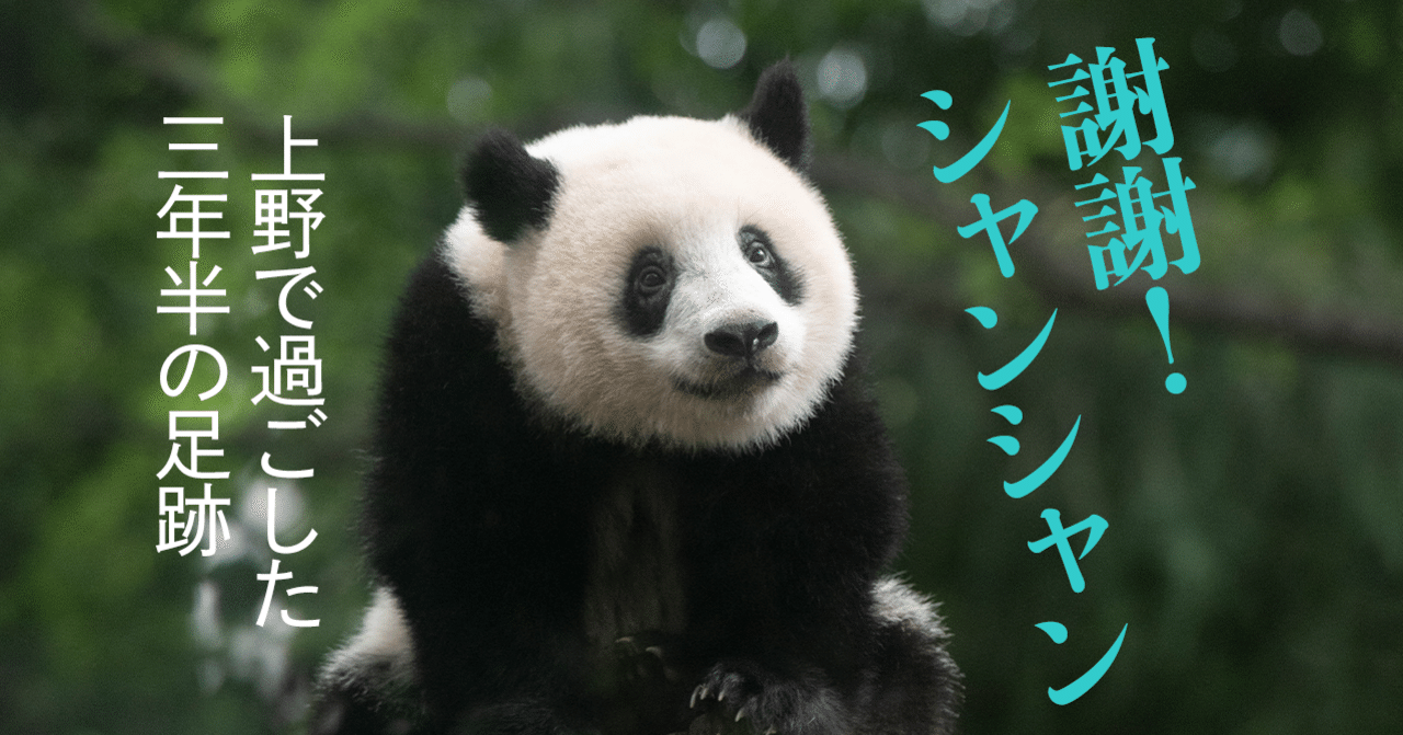 謝謝 シャンシャン 上野で過ごした3年半の足跡 文藝春秋digital
