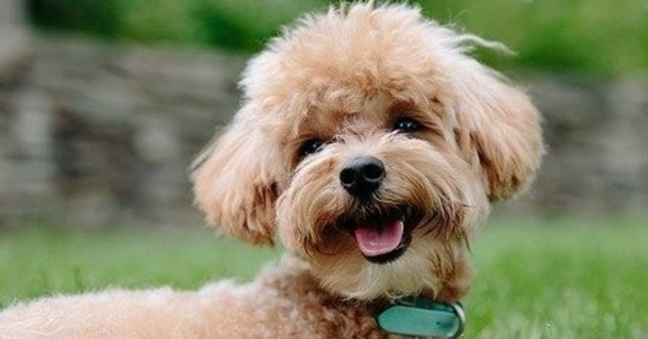 犬の涙やけの取り方7選 涙やけを消す方法を知って目元を綺麗にしよう ふじ Note