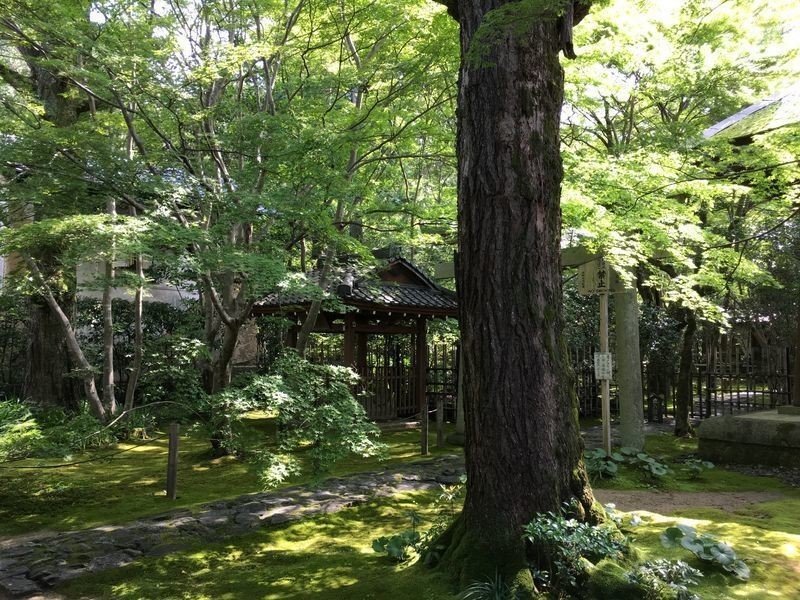 美しい緑の世界は静寂の世界だった」 京都 蓮華寺|ねじり 美しい緑の世界は静寂の世界だった」 京都 蓮華寺|ねじり