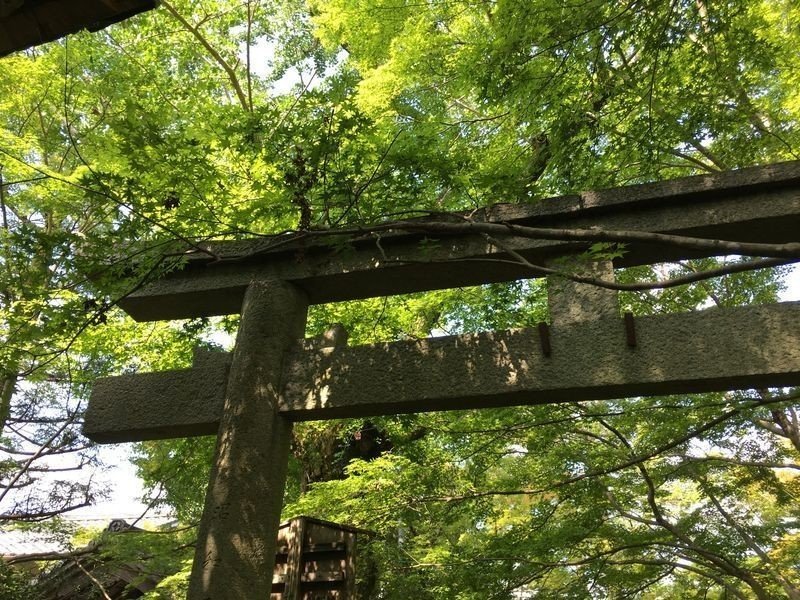 美しい緑の世界は静寂の世界だった」 京都 蓮華寺|ねじり 美しい緑の世界は静寂の世界だった」 京都 蓮華寺|ねじり