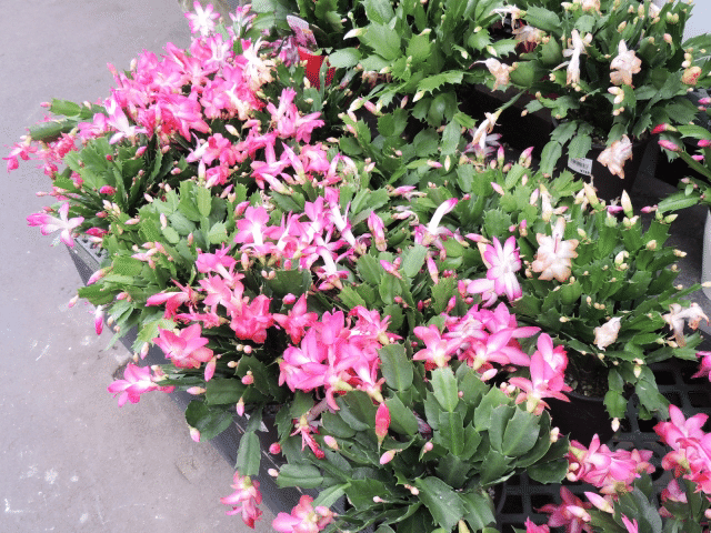 子供達に大人気 変わった生態を持つ植物達 四季創庭苑 日本一 人を大切にする植木屋 Note