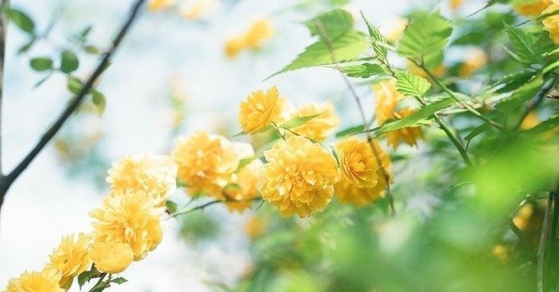 ほろほろと山吹散るか瀧の音 Smily Smile Note