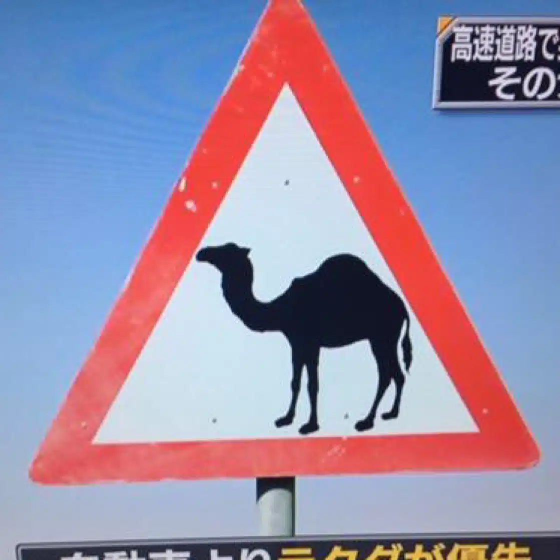 らくだ