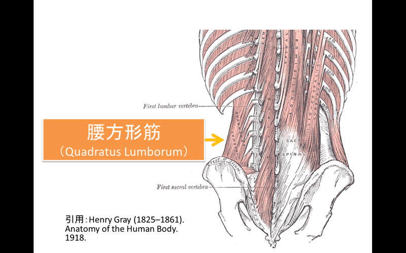 筋 腰 方形