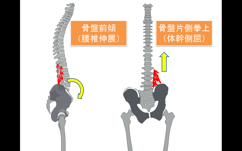 腰痛にまつわる腰方形筋の話 Lee Note 腰痛にまつわる腰方形筋の話 Lee Note