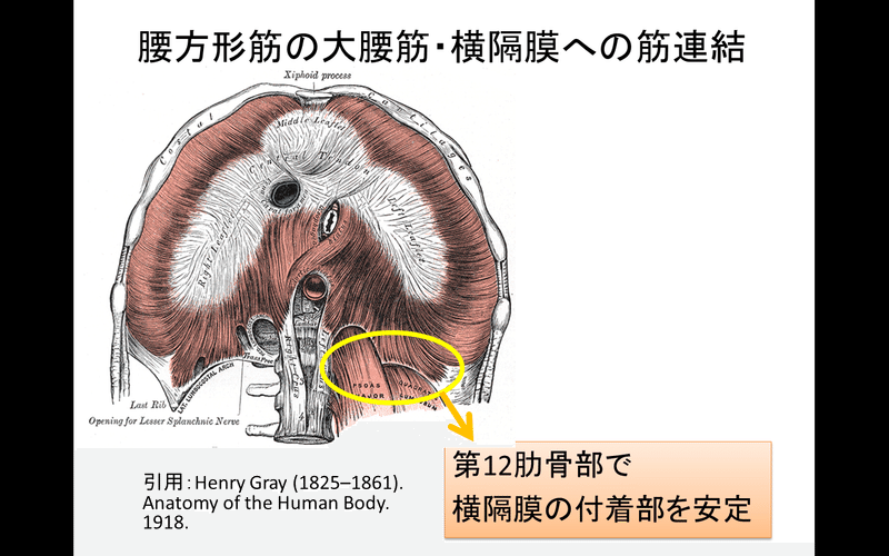 腰痛にまつわる腰方形筋の話 Lee Note 腰痛にまつわる腰方形筋の話 Lee Note