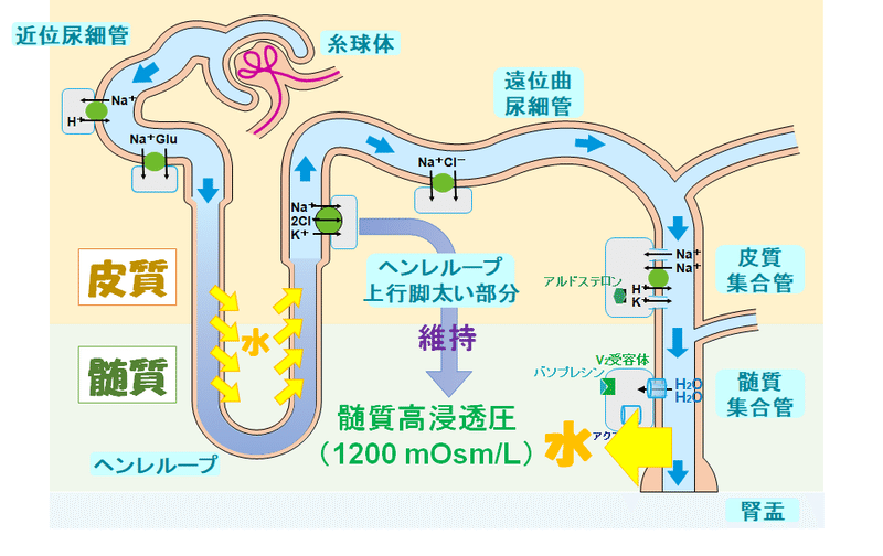 ループ 利尿 薬