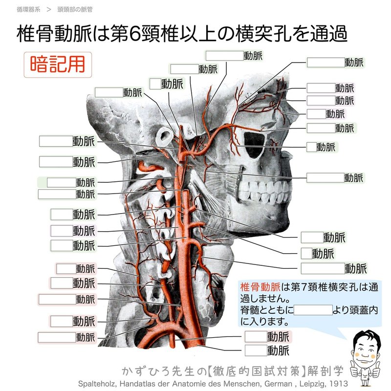 循環器系-29-頭頚部の動脈-椎骨動脈-暗記用SQ
