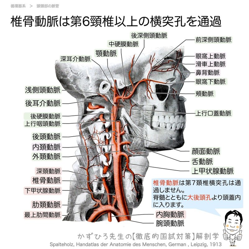循環器系-29-頭頚部の動脈-椎骨動脈-SQ