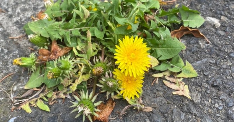 アスファルトに咲く花のように 4年 小野寺拓海 早稲田大学ア式蹴球部 Note アスファルトに咲く花のように 4年 小野寺拓海 早稲田大学ア式蹴球部 Note