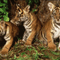 3匹の虎