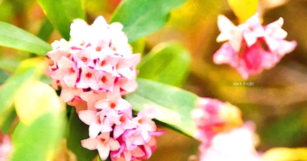 12月15日 誕生花は沈丁花 誕生花短歌 御子柴 流歌 Note 12月15日 誕生花は沈丁花 誕生花短歌 御子柴 流歌 Note