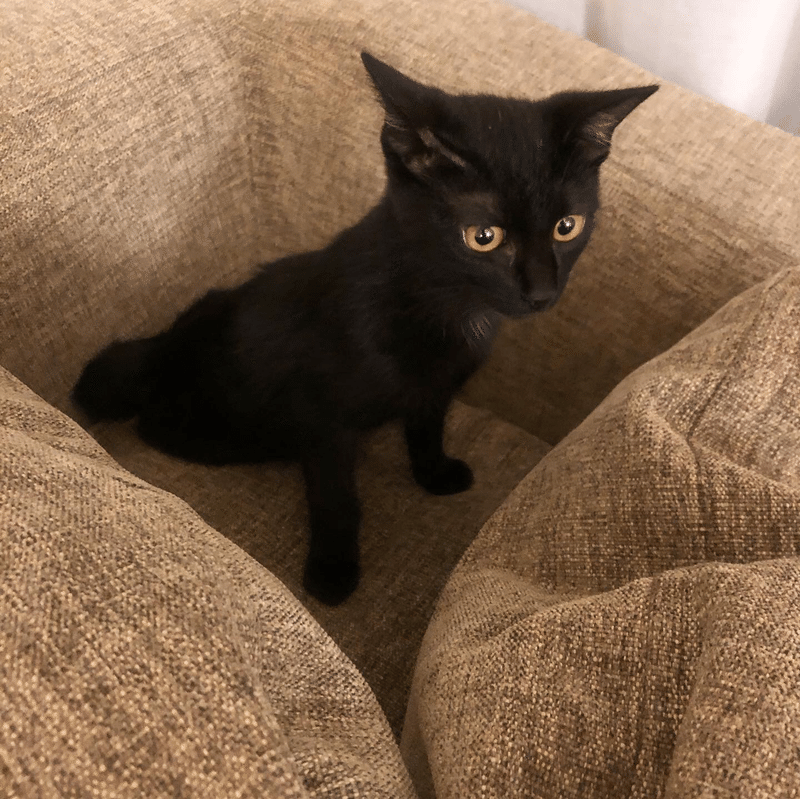 保護猫と家族になりました Onmamaum 働くオカンの気持ち Note