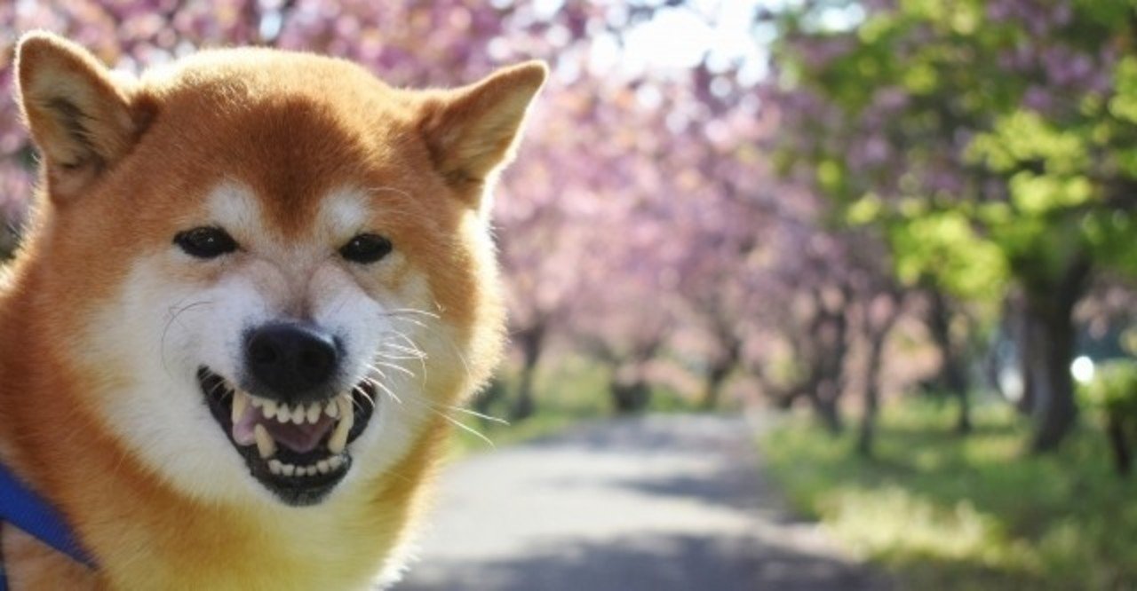 犬の叱り方のコツ 犬の飼い主サポートのplam Note
