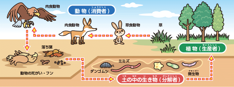 食物連鎖だから仕方なくない Veganへの質問シリーズ Vegielab Note 食物連鎖だから仕方なくない Veganへの質問シリーズ Vegielab Note
