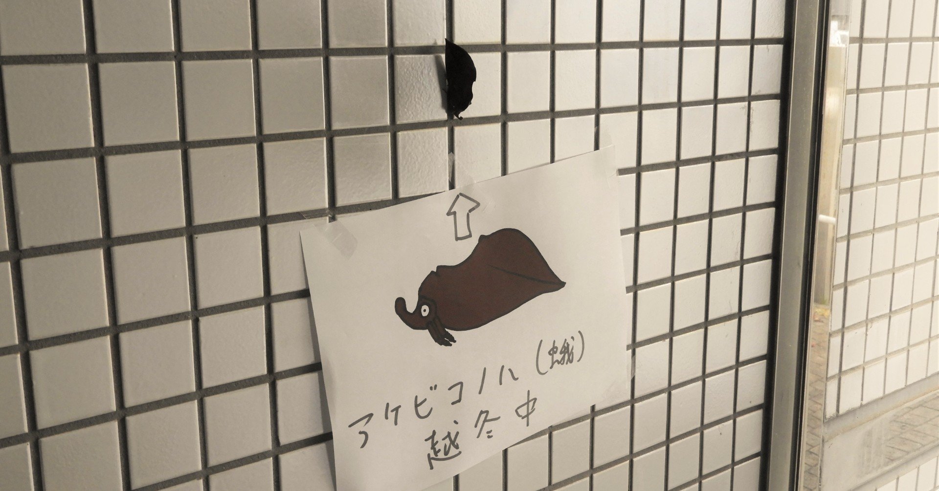 アケビコノハさん来館 そして越冬 浜松科学館 みらいーら アケビコノハさん来館 そして越冬 浜松科学館 みらいーら
