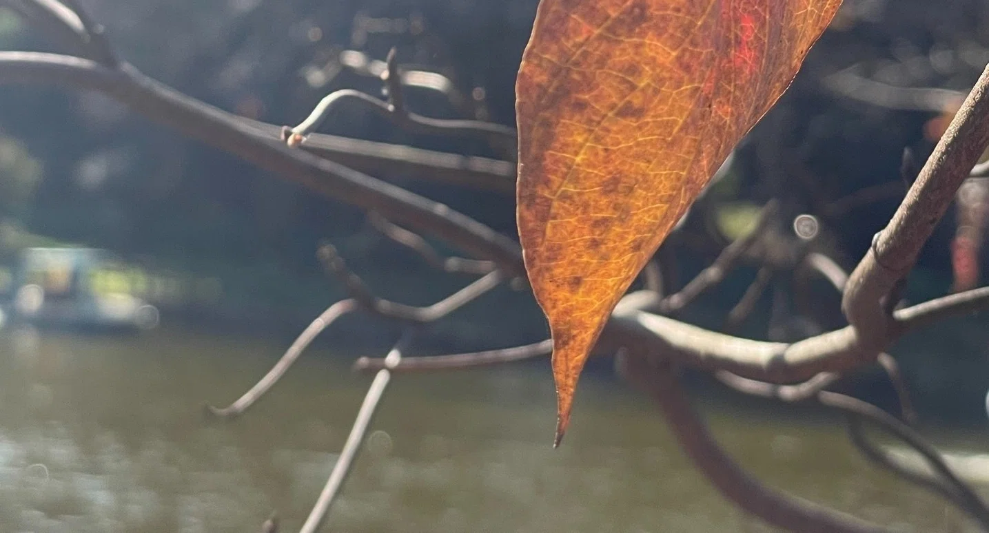 forest｜note